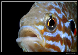 ... :-D pumkinseed sunfish ... soooooo beautiful by Daniel Strub 